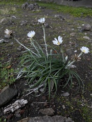 Celmisia major major