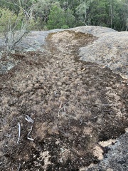 Tripogonella loliiformis