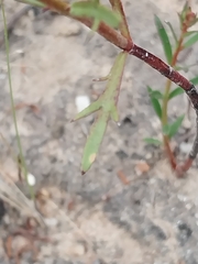 Haloragis heterophylla