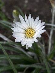 Celmisia major major