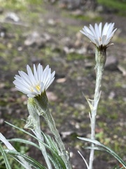 Celmisia major major