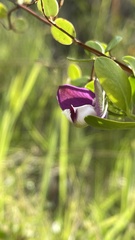 Polygala myrtifolia