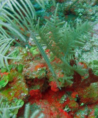 Aulostomus maculatus