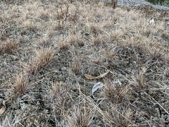 Tripogonella loliiformis