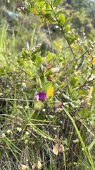 Polygala myrtifolia