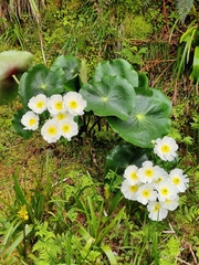 Ranunculus lyallii