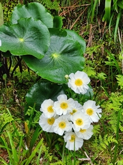 Ranunculus lyallii