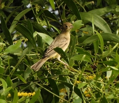 Emberiza bruniceps
