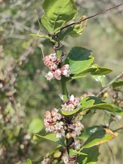 Cuscuta chilensis
