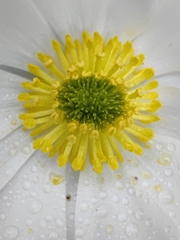 Ranunculus lyallii