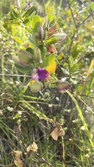 Polygala myrtifolia