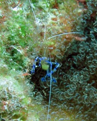 Ancylomenes pedersoni