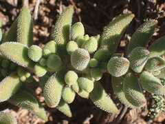 Crassula mesembryanthoides