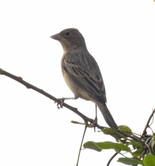 Emberiza bruniceps