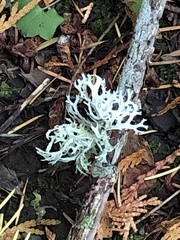 Evernia