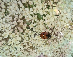 Coccinella undecimpunctata