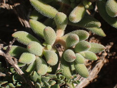 Crassula mesembryanthoides