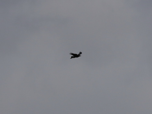 Aquila audax