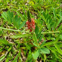 Indigofera hendecaphylla