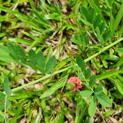Indigofera hendecaphylla
