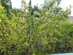 Malpighia emarginata