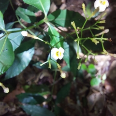 Eumachia