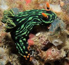 Nembrotha kubaryana