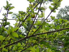 Malpighia emarginata