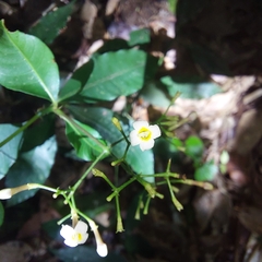 Eumachia