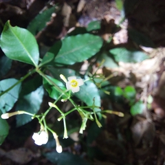 Eumachia