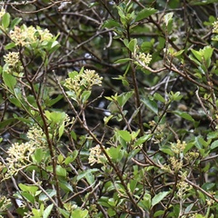 Pennantia corymbosa