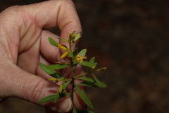 Persoonia sericea