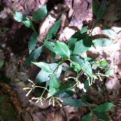 Eumachia
