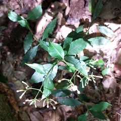 Eumachia
