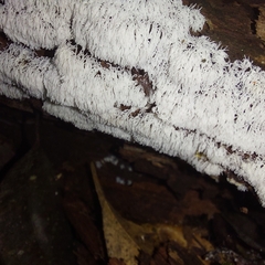 Ceratiomyxa fruticulosa