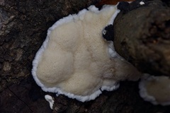 Steccherinum nitidum