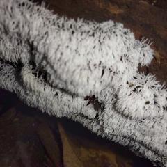 Ceratiomyxa fruticulosa