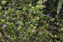 Pennantia corymbosa