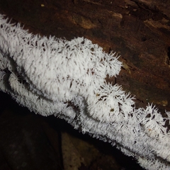 Ceratiomyxa fruticulosa