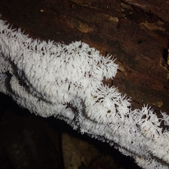 Ceratiomyxa fruticulosa