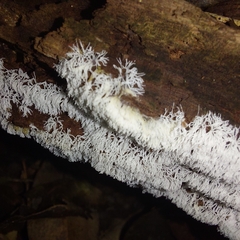 Ceratiomyxa fruticulosa