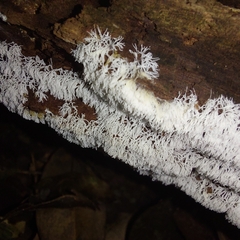 Ceratiomyxa fruticulosa