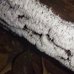 Ceratiomyxa fruticulosa