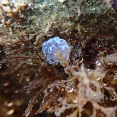 Distaplia occidentalis