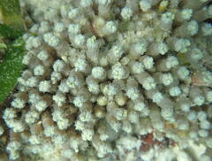 Clavularia