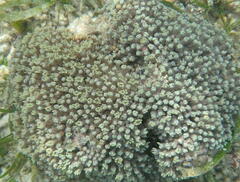 Clavularia