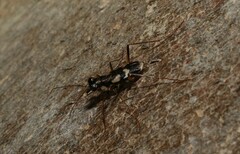 Distipsidera