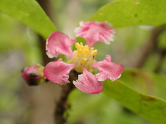 Malpighia emarginata