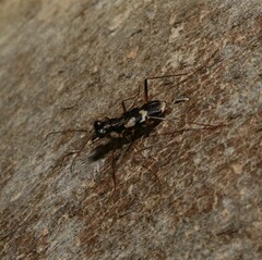 Distipsidera