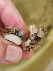 Fiona pinnata